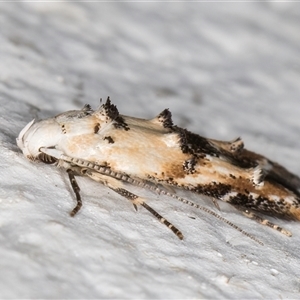 Leptozestis and Trachydora (genera) at Melba, ACT - 9 Nov 2024 10:38 PM