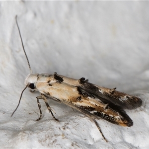 Leptozestis and Trachydora (genera) at Melba, ACT - 9 Nov 2024 10:38 PM