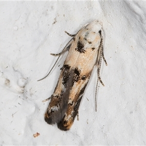 Leptozestis and Trachydora (genera) at Melba, ACT - 9 Nov 2024