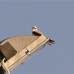 Elanus axillaris (Black-shouldered Kite) at Fyshwick, ACT - 11 Nov 2024 by RodDeb