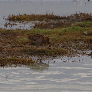 Gallinago hardwickii at Fyshwick, ACT - 11 Nov 2024 07:36 PM