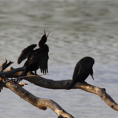 Phalacrocorax sulcirostris (Little Black Cormorant) at Fyshwick, ACT - 11 Nov 2024 by RodDeb