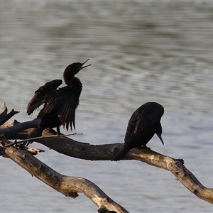 Phalacrocorax sulcirostris at Fyshwick, ACT - 11 Nov 2024 07:14 PM