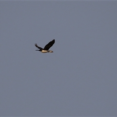 Microcarbo melanoleucos (Little Pied Cormorant) at Fyshwick, ACT - 11 Nov 2024 by RodDeb