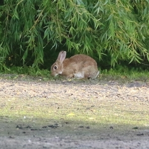 Oryctolagus cuniculus at Fyshwick, ACT - 11 Nov 2024 07:00 PM