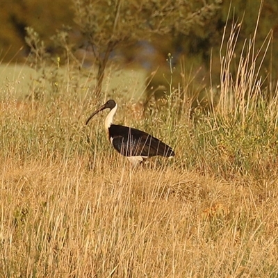 Threskiornis spinicollis (Straw-necked Ibis) at Fyshwick, ACT - 11 Nov 2024 by RodDeb