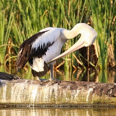 Pelecanus conspicillatus (Australian Pelican) at Fyshwick, ACT - 11 Nov 2024 by RodDeb