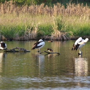 Pelecanus conspicillatus at Fyshwick, ACT - 11 Nov 2024 07:13 PM