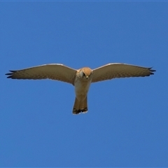 Falco cenchroides (Nankeen Kestrel) at Lawson, ACT - 23 Jul 2024 by TimL