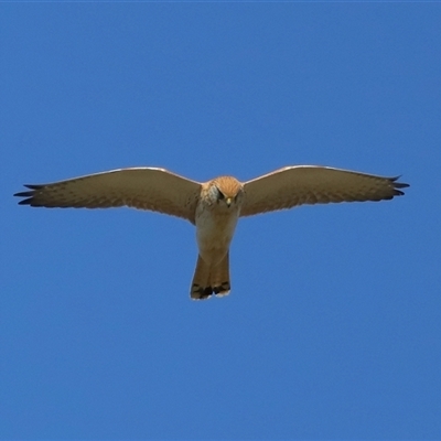 Falco cenchroides (Nankeen Kestrel) at Lawson, ACT - 23 Jul 2024 by TimL