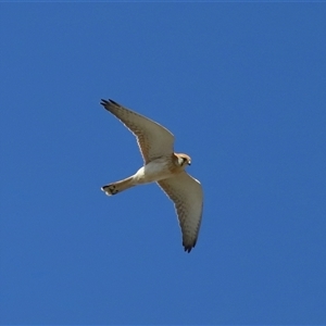 Falco cenchroides at Lawson, ACT - 23 Jul 2024 03:30 PM