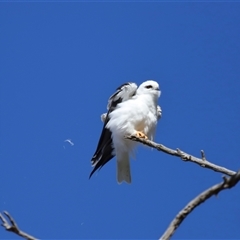 Elanus axillaris at Throsby, ACT - 21 Jul 2024