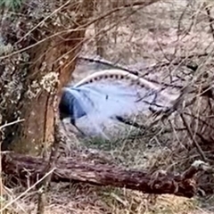 Menura novaehollandiae (Superb Lyrebird) at Majors Creek, NSW - 12 Nov 2024 by MichaelWenke