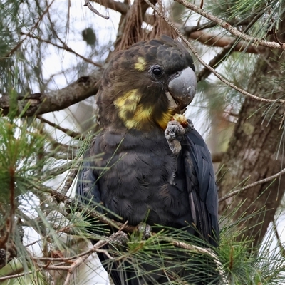 Calyptorhynchus lathami lathami (Glossy Black-Cockatoo) at Moruya, NSW - 5 Nov 2024 by LisaH