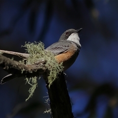 Pachycephala rufiventris (Rufous Whistler) at Majors Creek, NSW - 8 Nov 2024 by MichaelWenke