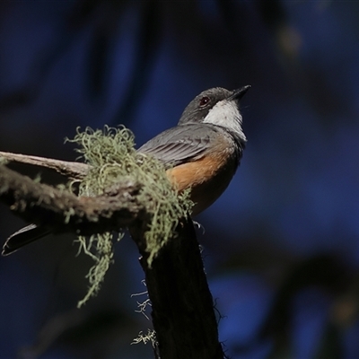 Pachycephala rufiventris (Rufous Whistler) at Majors Creek, NSW - 7 Nov 2024 by MichaelWenke