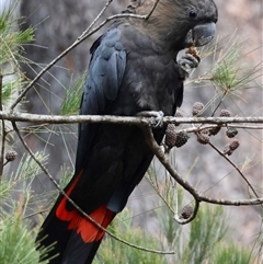 Calyptorhynchus lathami lathami (Glossy Black-Cockatoo) at Moruya, NSW - 7 Nov 2024 by LisaH