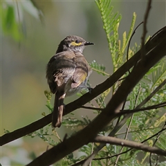 Caligavis chrysops (Yellow-faced Honeyeater) at Majors Creek, NSW - 7 Nov 2024 by MichaelWenke