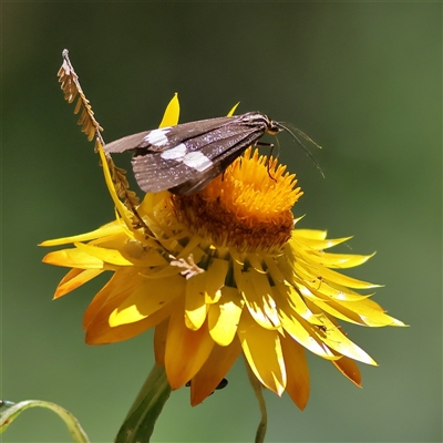 Nyctemera amicus (Senecio Moth, Magpie Moth, Cineraria Moth) at Majors Creek, NSW - 8 Nov 2024 by MichaelWenke