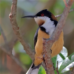 Acanthorhynchus tenuirostris (Eastern Spinebill) at Majors Creek, NSW - 8 Nov 2024 by MichaelWenke