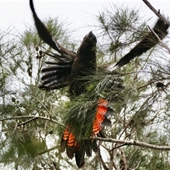 Calyptorhynchus lathami lathami (Glossy Black-Cockatoo) at Moruya, NSW - 7 Nov 2024 by LisaH