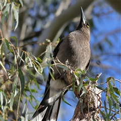 Strepera versicolor (Grey Currawong) at Majors Creek, NSW - 8 Nov 2024 by MichaelWenke