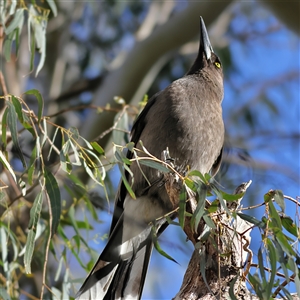 Strepera versicolor at Majors Creek, NSW - 9 Nov 2024