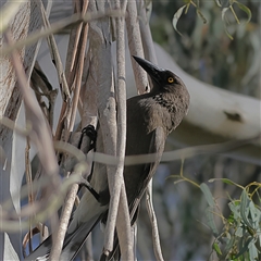 Strepera versicolor at Majors Creek, NSW - 9 Nov 2024