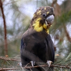 Calyptorhynchus lathami lathami (Glossy Black-Cockatoo) at Moruya, NSW - 7 Nov 2024 by LisaH