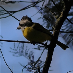 Falcunculus frontatus (Eastern Shrike-tit) at Majors Creek, NSW - 7 Nov 2024 by MichaelWenke