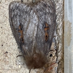 Leptocneria reducta (White Cedar Moth) at Dickson, ACT - 1 Nov 2024 by lizhowarth