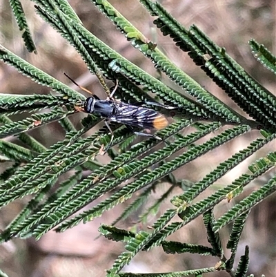 Ectinorhynchus pyrrhotelus (a stiletto fly) at Phillip, ACT - 10 Nov 2024 by George