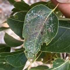 Protyora sterculiae (Kurrajong star psyllid) at Phillip, ACT - 10 Nov 2024 by George