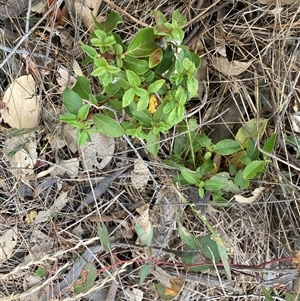 Viburnum tinus at Watson, ACT - 11 Nov 2024