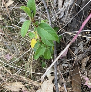 Viburnum tinus at Watson, ACT - 11 Nov 2024