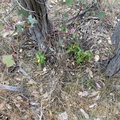 Viburnum tinus at Watson, ACT - 11 Nov 2024