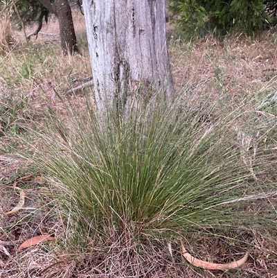 Nassella trichotoma (Serrated Tussock) at Watson, ACT - 11 Nov 2024 by waltraud