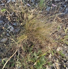 Nassella trichotoma (Serrated Tussock) at Watson, ACT - 11 Nov 2024 by waltraud