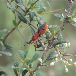 Gminatus australis at Conder, ACT - 7 Jan 2024