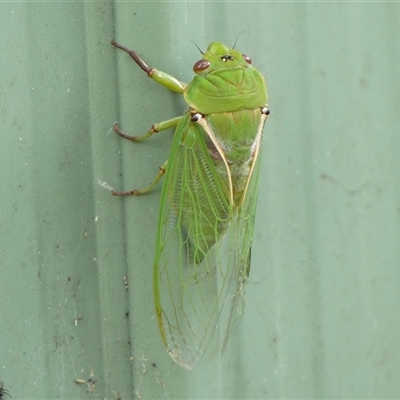 Cyclochila australasiae (Greengrocer, Yellow Monday, Masked devil) at Braemar, NSW - 3 Nov 2024 by Curiosity