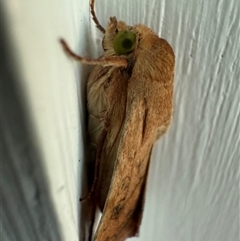 Helicoverpa (genus) (A bollworm) at Watson, ACT - 10 Nov 2024 by AniseStar