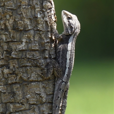 Amphibolurus muricatus at Braemar, NSW - 6 Nov 2024 by Curiosity