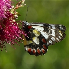 Delias aganippe (Spotted Jezebel) at Braemar, NSW - 8 Nov 2024 by Curiosity