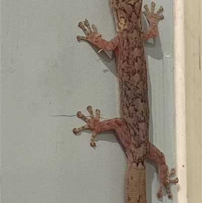 Christinus marmoratus (Southern Marbled Gecko) at Hackett, ACT - 11 Nov 2024 by JaneR