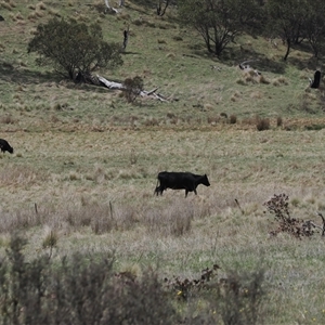 Bos taurus at Mount Clear, ACT - 22 Oct 2024