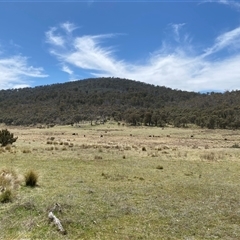 Bos taurus at Mount Clear, ACT - 22 Oct 2024