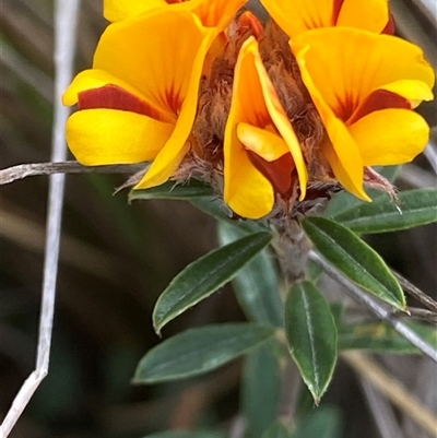 Pultenaea capitellata (Hard-head Bush-pea) at Mount Clear, ACT - 22 Oct 2024 by RAllen