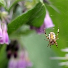 Araneus hamiltoni (Hamilton's Orb Weaver) at Bungendore, NSW - 10 Nov 2024 by inquisitive