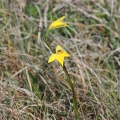 Diuris subalpina (Small Snake Orchid) at Mount Clear, ACT - 22 Oct 2024 by RAllen