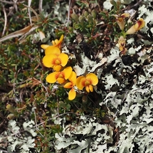 Dillwynia prostrata at Mount Clear, ACT - 22 Oct 2024 01:32 PM